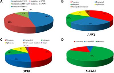 Mutational Characteristics of Causative Genes in Chinese Hereditary Spherocytosis Patients: a Report on Fourteen Cases and a Review of the Literature